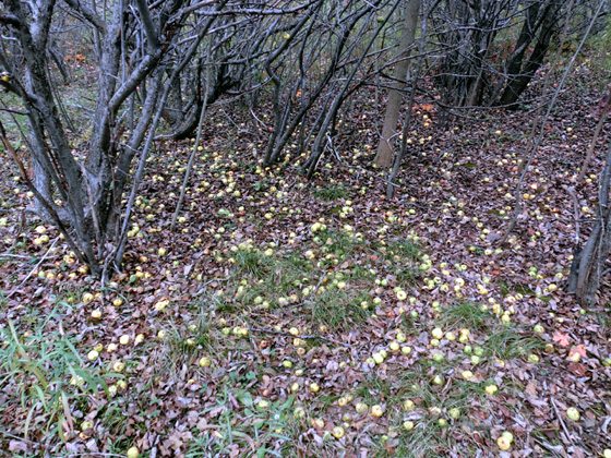 alt